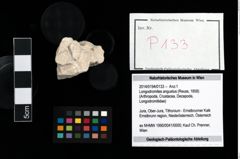 Foto (Objekt + Etikett) von Longodromites angustus (Reuss, 1858)  (NHMW-GEO-2014-0194-0133)